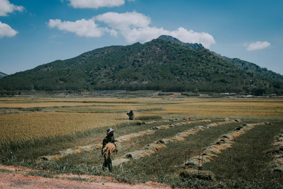 Kho gạo của Phạm Bình